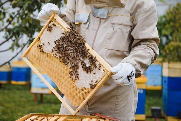 Apicoltore di apicoltura al lavoro api in volo