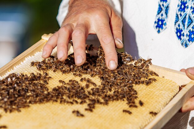 Apicoltore in un apiario che tiene una cornice di favo ricoperta di api brulicanti