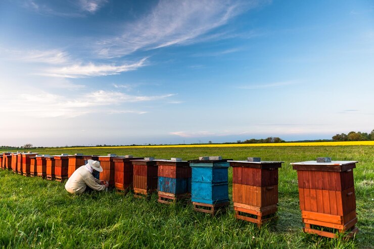 Apicoltore o apicoltore che lavora sugli alveari all'aperto a Meadow