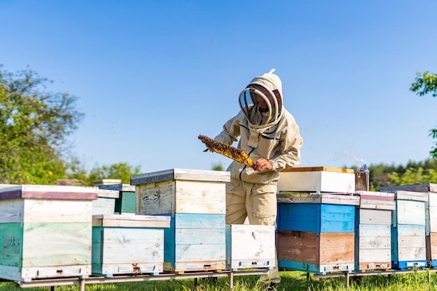 Apicoltore professionista che tiene il telaio dell'ape Uomo apicoltore con struttura in legno in apiario