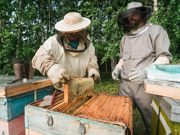 Apicoltori che ispezionano il telaio a nido d'ape in apiario al giorno d'estate uomo che lavora in apicoltura apicoltura b