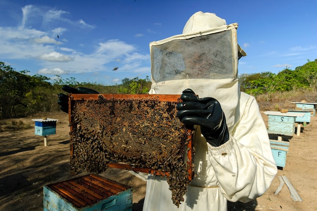 Apicoltori con favi in mano che raccolgono miele d'api a Jacarau Paraiba Brasile