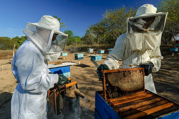 Apicoltori con favi in mano che raccolgono miele d'api a Jacarau Paraiba Brasile