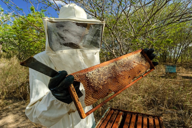 Apicoltori con favi in mano che raccolgono miele d'api a Jacarau Paraiba Brasile