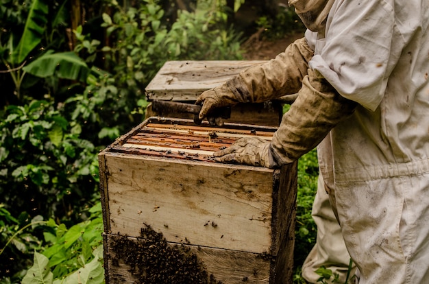 apicoltura nella giungla del Guatemala