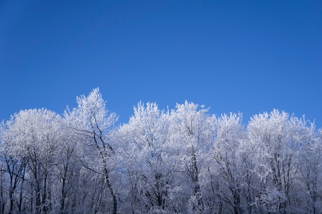 Appena neve sull'albero nella foresta in giornata invernale di luce solare