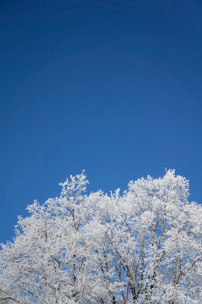 Appena neve sull'albero nella foresta in giornata invernale di luce solare