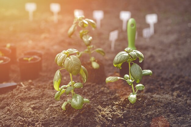 Appena piantato germogli di basilico verde nel terreno biologico eco piantina concetto di giardinaggio luce solare terra piccolo ...