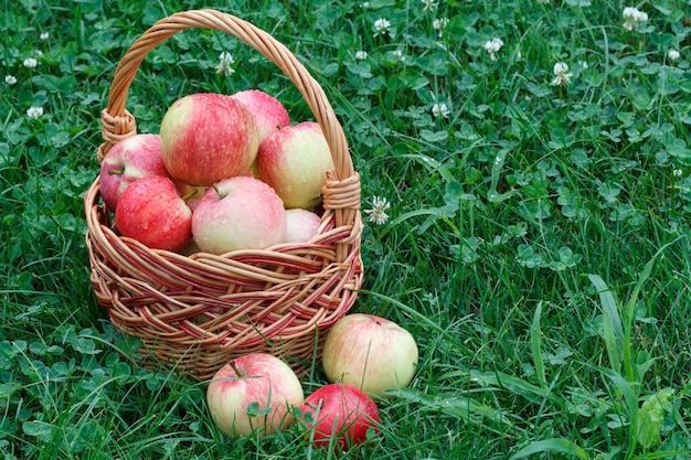 Appena raccolte le mele in un cesto di vimini sull'erba verde del giardino