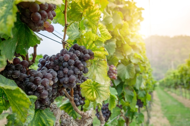 Appena uva Shiraz, vigneti in autunno raccolto