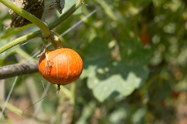 Appeso bella grande zucca sul campo.