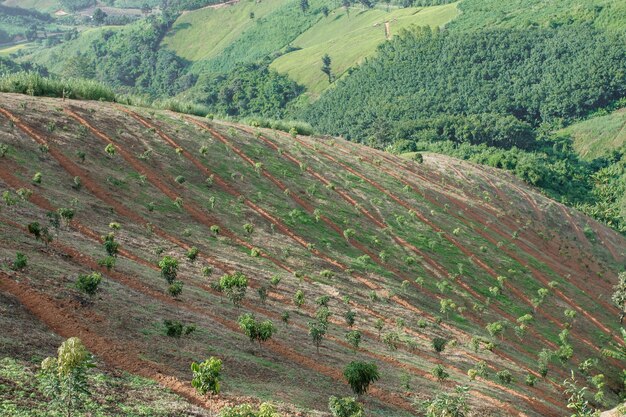 Appezzamenti agricoli della valle diurna, concetto di agricoltura