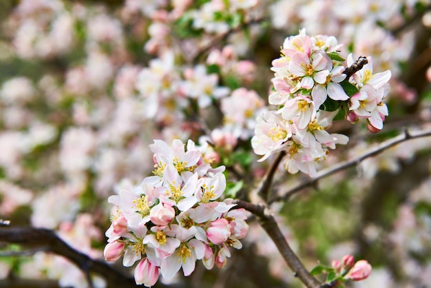 Apple Blossom