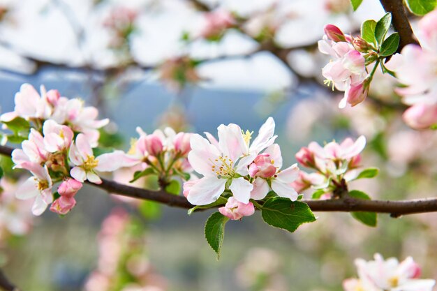 Apple Blossom