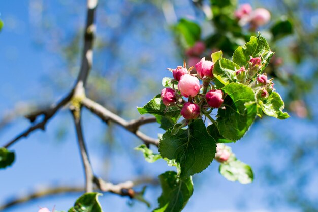 Apple Blossom