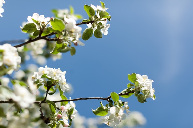 Apple sboccia sullo sfondo della natura