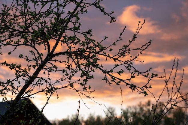 Appletree rami con foglie giovani sullo sfondo del bellissimo tramonto