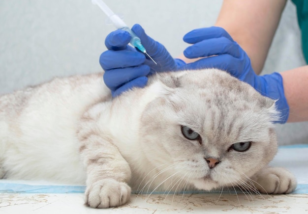 Appuntamento del veterinario di gatto soffice, mani in guanti medici che tengono la siringa con la medicina. Il gattino carino riceve il vaccino sul lettino con le mani del tecnico per animali domestici.