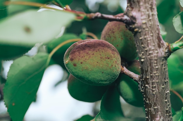 Apricotti verdi da vicino su un albero