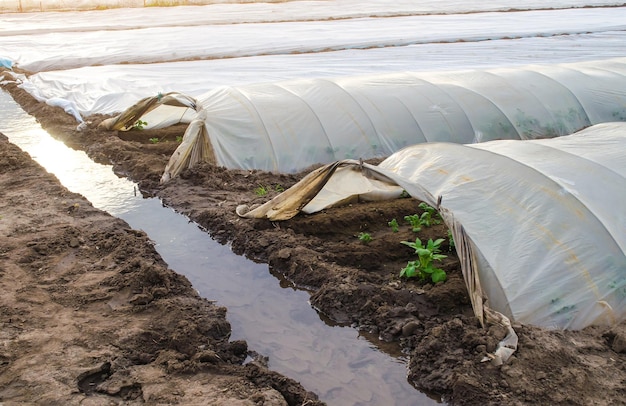 Aprire file di tunnel di piantagioni di cespugli di patate e un canale di irrigazione pieno d'acqua