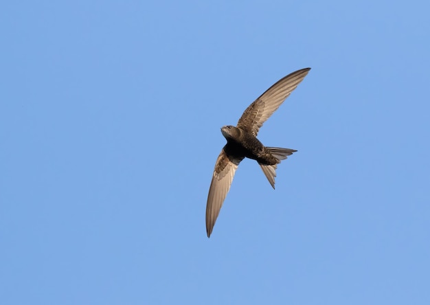 Apus apus rapido comune Un uccello vola contro un cielo blu