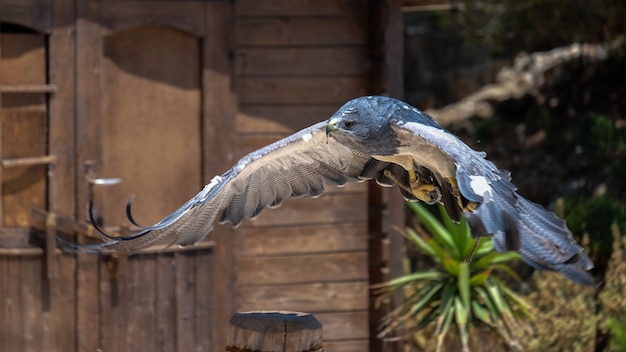 Aquila azzurra cilena al Monte Calamorro