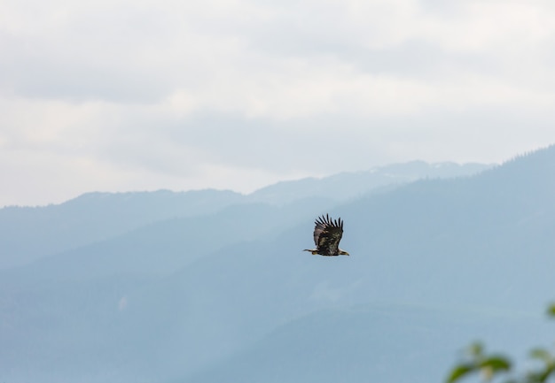 Aquila calva americana in volo contro il cielo blu chiaro dell'Alaska