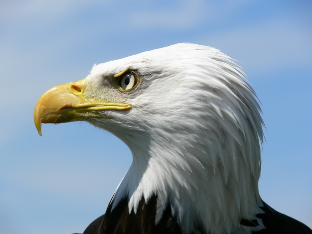 Aquila calva americana