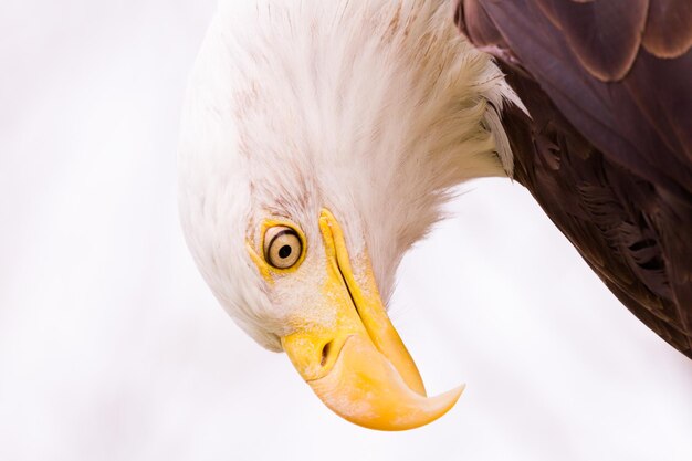 Aquila calva del Nord America in cattività.