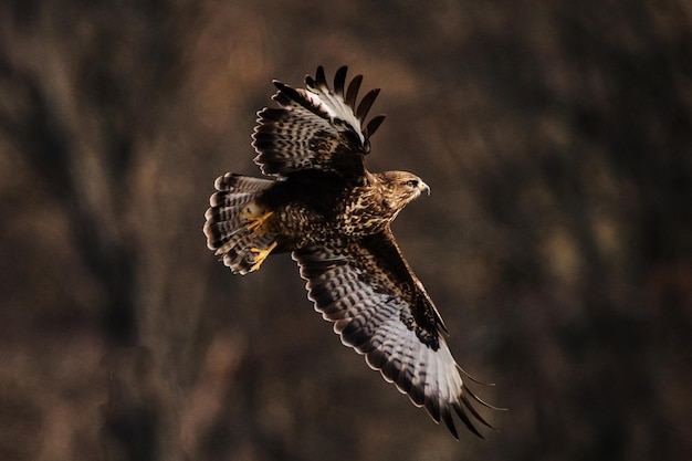 Aquila che vola nella natura