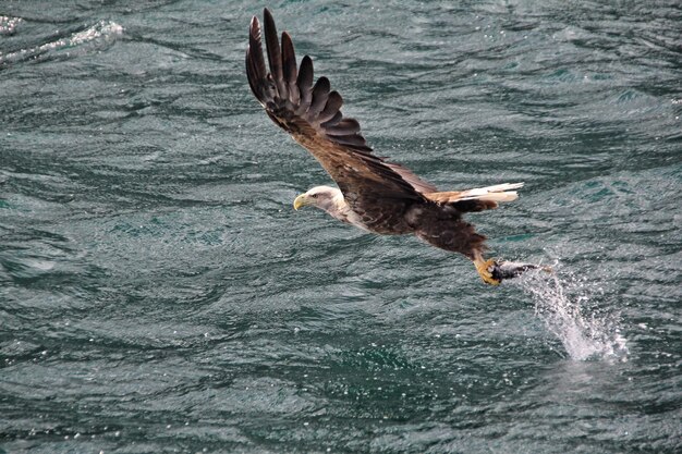 Aquila con la preda che vola sul mare