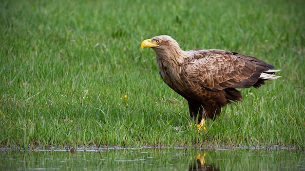 Aquila dalla coda bianca adulta haliaeetus albicilla in estate seduto su una banca