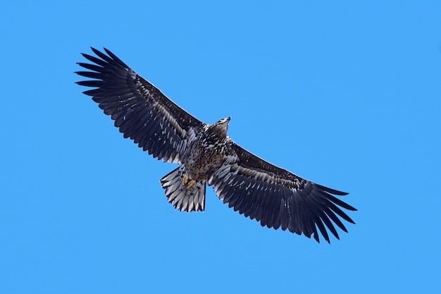 Aquila dalla coda bianca (albicilla di Haliaeetus)