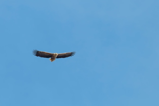 Aquila dalla coda bianca (Haliaeetus albicilla) Aquila in volo