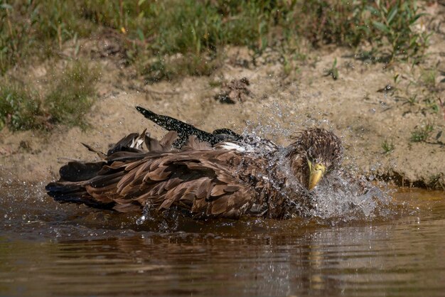 Aquila dalla coda bianca (Haliaeetus albicilla) che fa un bagno con spruzzi d'acqua e mostra piume