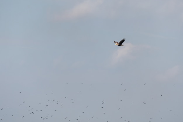 Aquila dalla coda bianca (haliaeetus albicilla) nel Delta del Danubio