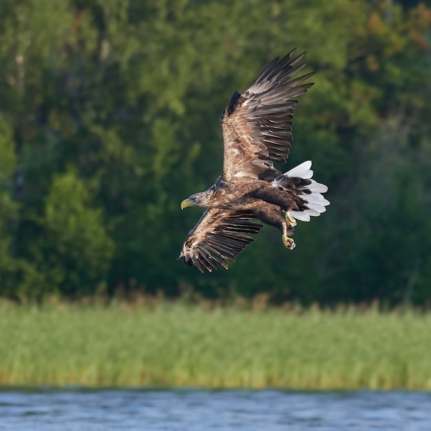 Aquila dalla coda bianca haliaeetus albicilla