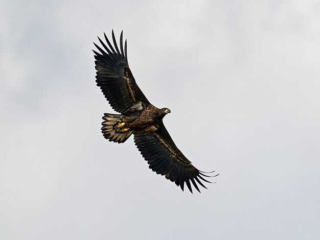 Aquila dalla coda bianca haliaeetus albicilla