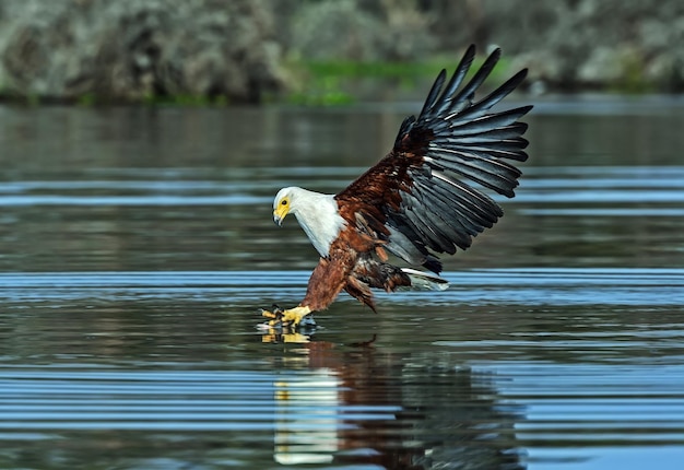 Aquila dalla coda bianca sul lago Naivasha