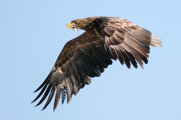 aquila dalla coda bianca