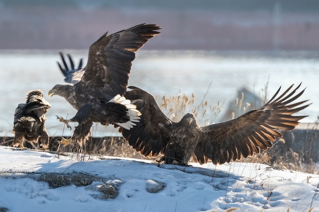 aquila dalla coda bianca