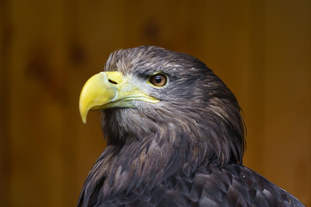 aquila dalla coda bianca