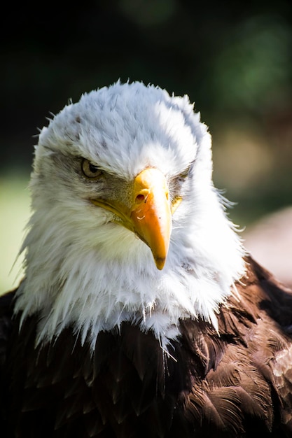 Aquila dalla testa bianca americana