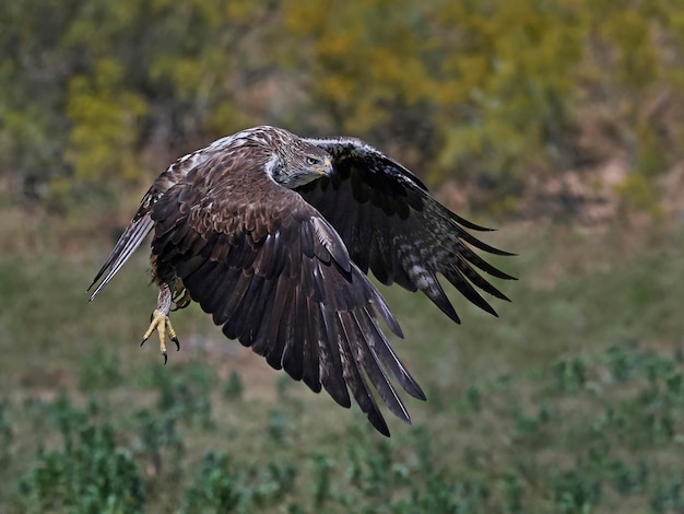 Aquila del Bonelli Aquila fasciata