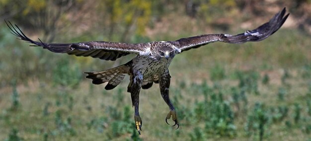 Aquila del Bonelli Aquila fasciata