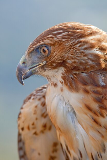 Aquila della coda rossa (Buteo jamaicensis)