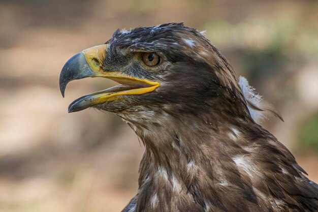 aquila della libertà, rapace diurno dal bel piumaggio e becco giallo