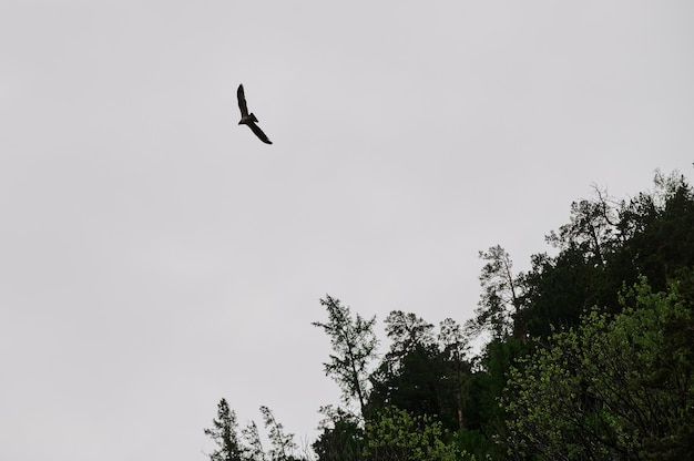 Aquila della steppa della siluetta che vola sotto il sole luminoso e il cielo nuvoloso in estate.