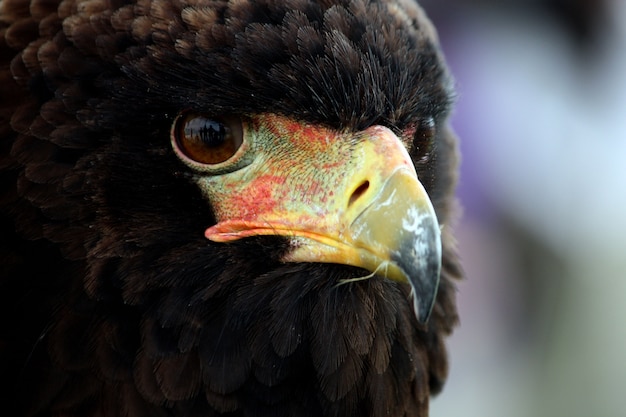 Aquila di Bateleur