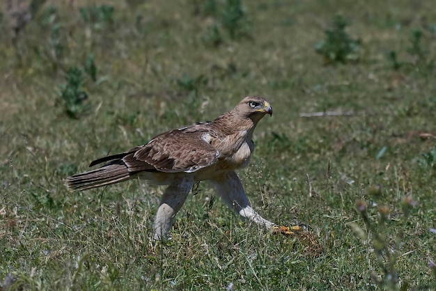 Aquila di Bonellis (fasciata Aquila)